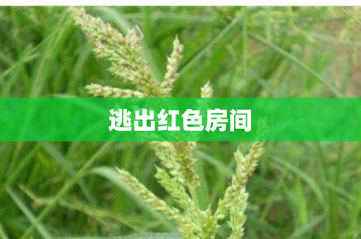 逃出红色房间图片