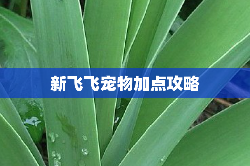新飞飞宠物加点攻略图片
