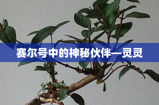 赛尔号中的神秘伙伴图片