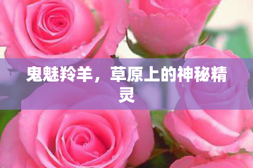 草原上的神秘精灵图片
