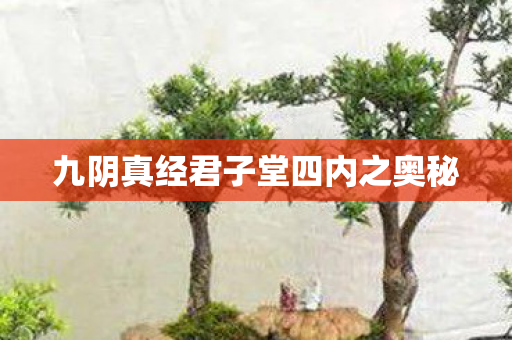 九阴真经君子堂四内之奥秘图片