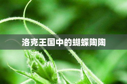 洛克王国中的蝴蝶陶陶图片