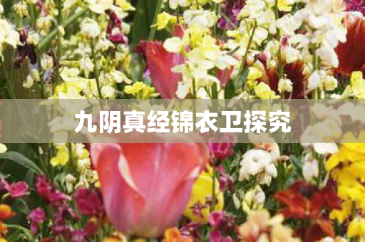 九阴真经锦衣卫探究图片