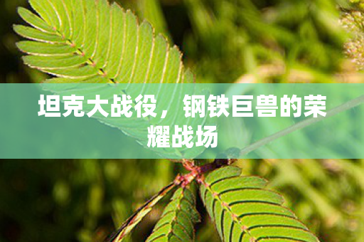 钢铁巨兽的荣耀战场图片