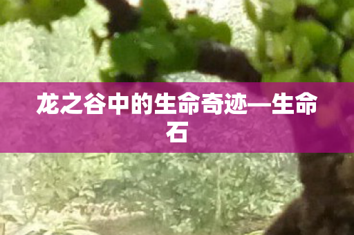 龙之谷中的生命奇迹图片