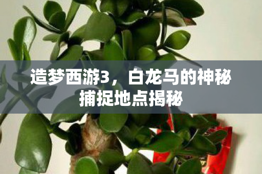白龙马的神秘捕捉地点揭秘图片