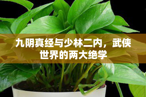 九阴真经与少林二内图片