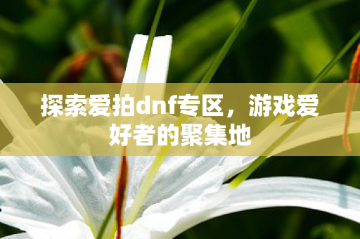 探索爱拍dnf专区图片