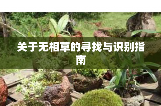 关于无相草的寻找与识别指南图片