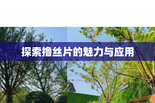 探索撸丝片的魅力与应用图片