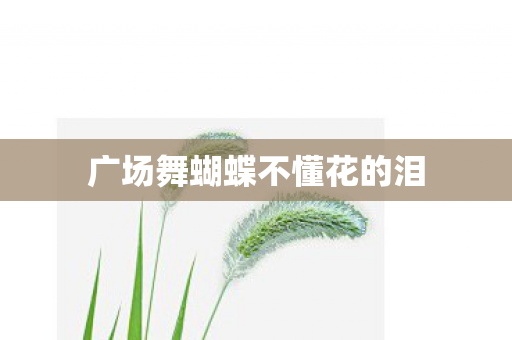 广场舞蝴蝶不懂花的泪图片