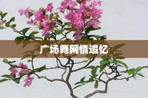 广场舞网情追忆图片
