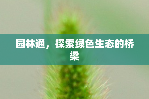 探索绿色生态的桥梁图片