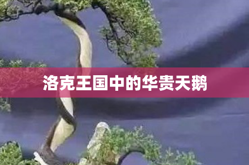 洛克王国中的华贵天鹅图片