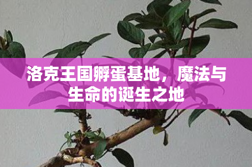 魔法与生命的诞生之地图片