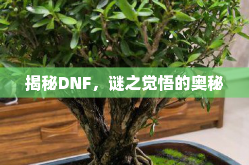 谜之觉悟的奥秘图片