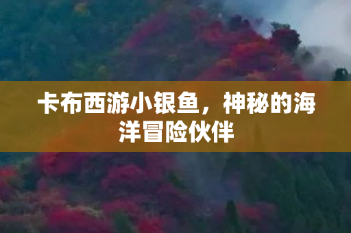 神秘的海洋冒险伙伴图片