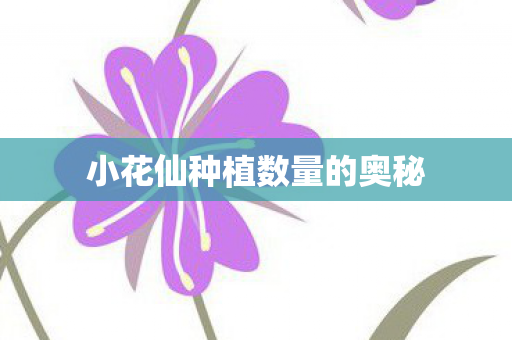 小花仙种植数量的奥秘图片