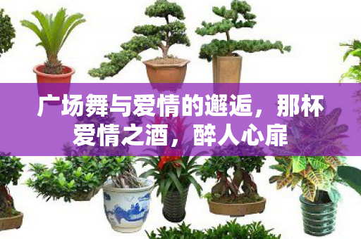广场舞与爱情的邂逅图片