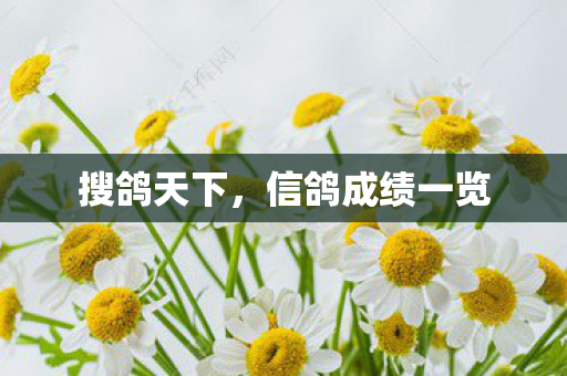 信鸽成绩一览图片
