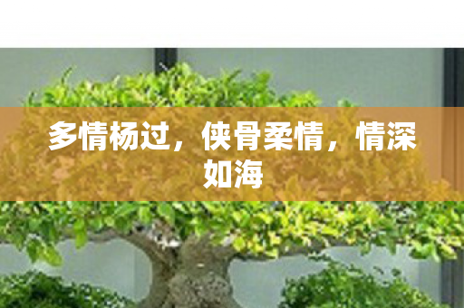 多情杨过图片