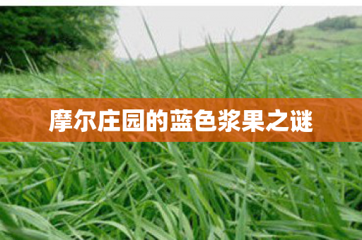 摩尔庄园的蓝色浆果之谜图片
