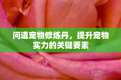 提升宠物实力的关键要素图片