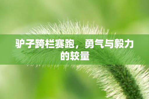 勇气与毅力的较量图片
