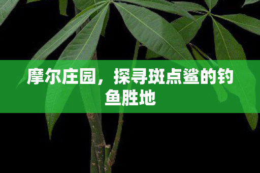 探寻斑点鲨的钓鱼胜地图片