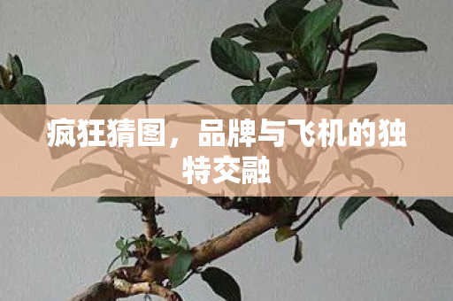 品牌与飞机的独特交融图片