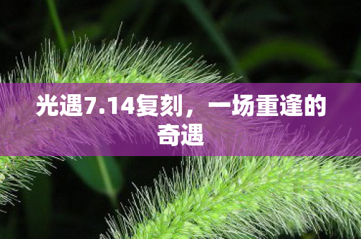 一场重逢的奇遇图片