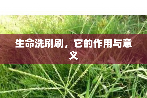 它的作用与意义图片