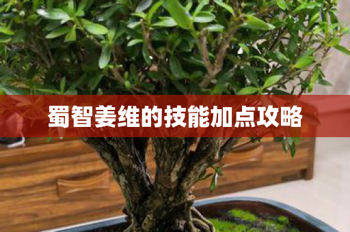 蜀智姜维的技能加点攻略图片