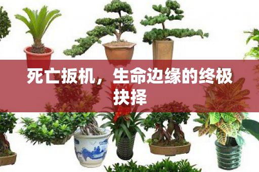 生命边缘的终极抉择图片