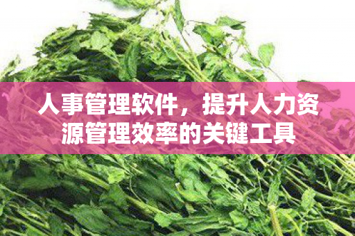 提升人力资源管理效率的关键工具图片