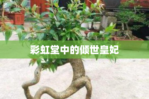 彩虹堂中的倾世皇妃图片