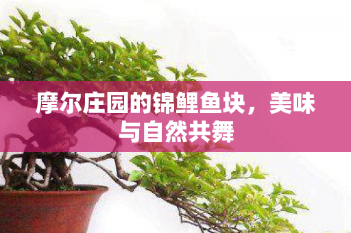 摩尔庄园的锦鲤鱼块图片