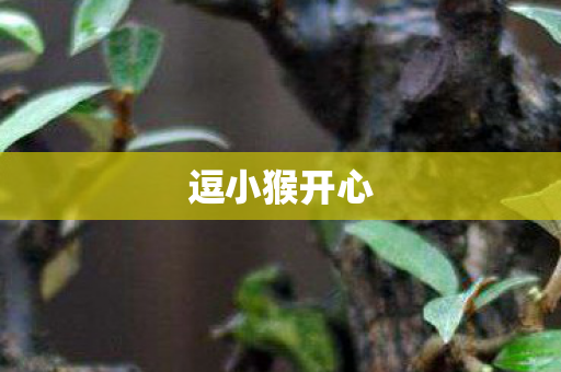 逗小猴开心图片