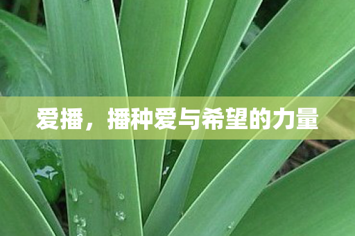 播种爱与希望的力量图片