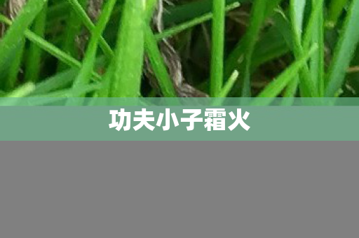 功夫小子霜火图片
