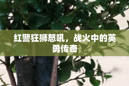 战火中的英勇传奇图片