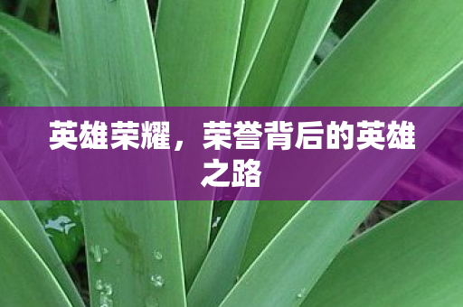荣誉背后的英雄之路图片