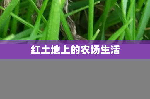 红土地上的农场生活图片