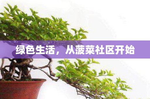 从菠菜社区开始图片