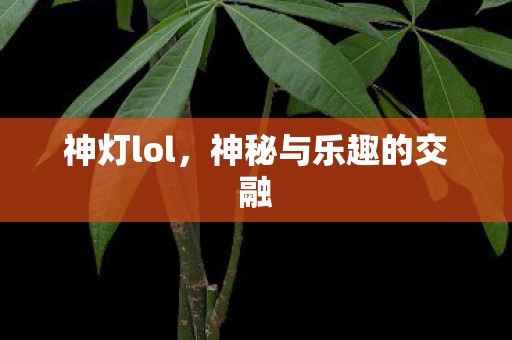 神秘与乐趣的交融图片