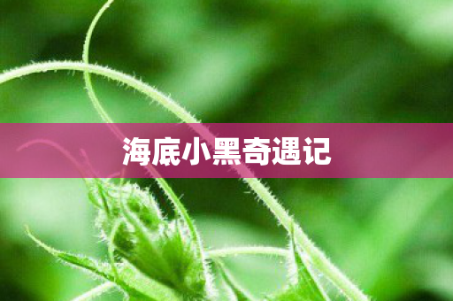 海底小黑奇遇记图片