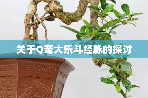 关于Q宠大乐斗经脉的探讨图片