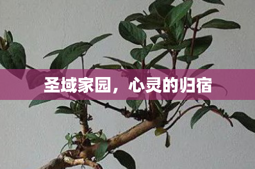 心灵的归宿图片