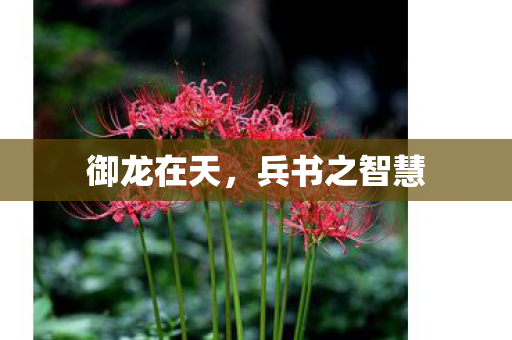 兵书之智慧图片