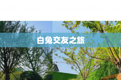 白兔交友之旅图片